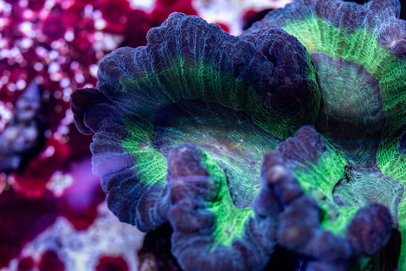 A close-up of a lettuce coral, a bright green and dark blue coral with a wavy shape.