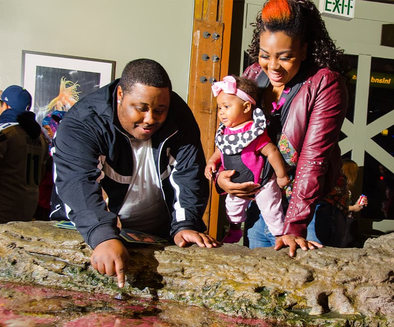 Two parents and a baby engaging with the Life on the Edge touch pools.