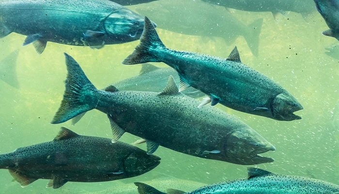 Adult salmon swimming underwater seen through the Ballard Locks underwater viewing windows in Seattle, Washington.