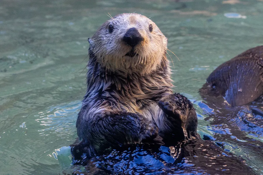 A sea otter at the Seattle Aquarium floating on its back in the water while lifting its head.