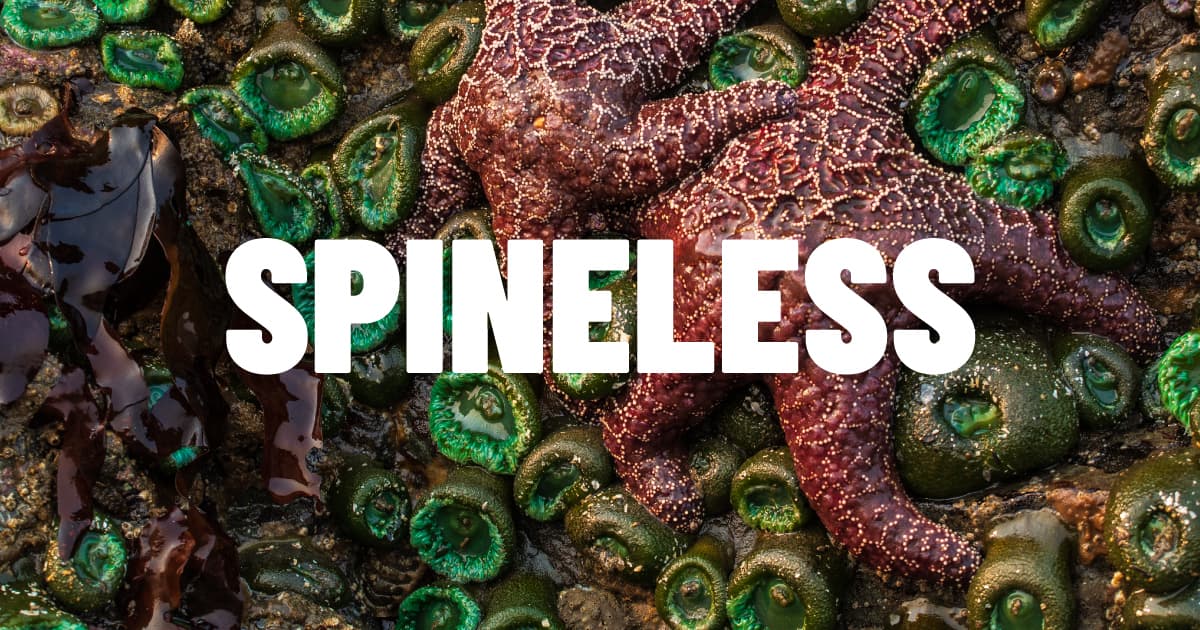 Sea stars and barnacles with the word "SPINELESS" superimposed.