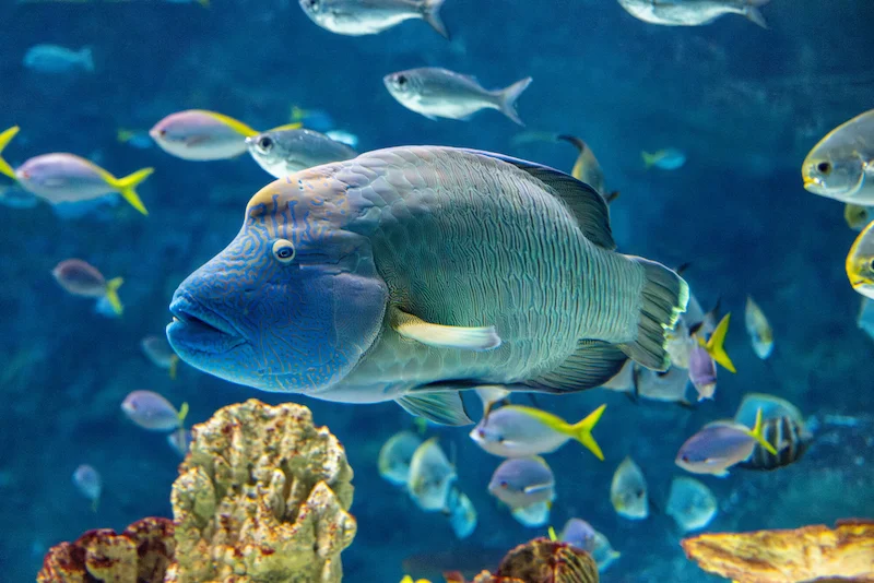 Tandu the humphead wrasse.