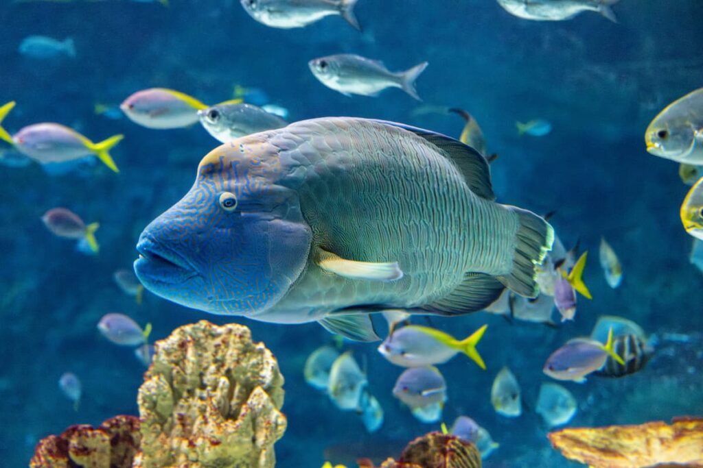 Tandu the humphead wrasse in swimming in The Reef.