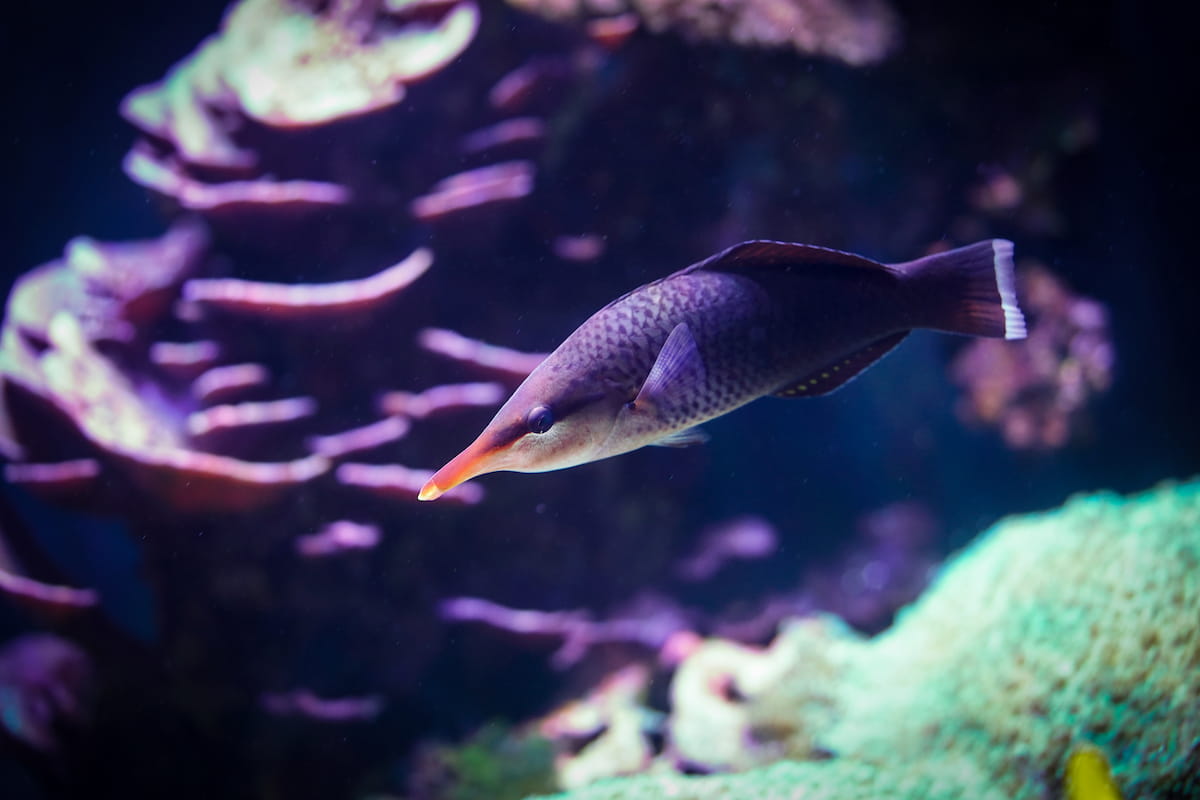 A bird wrasse.