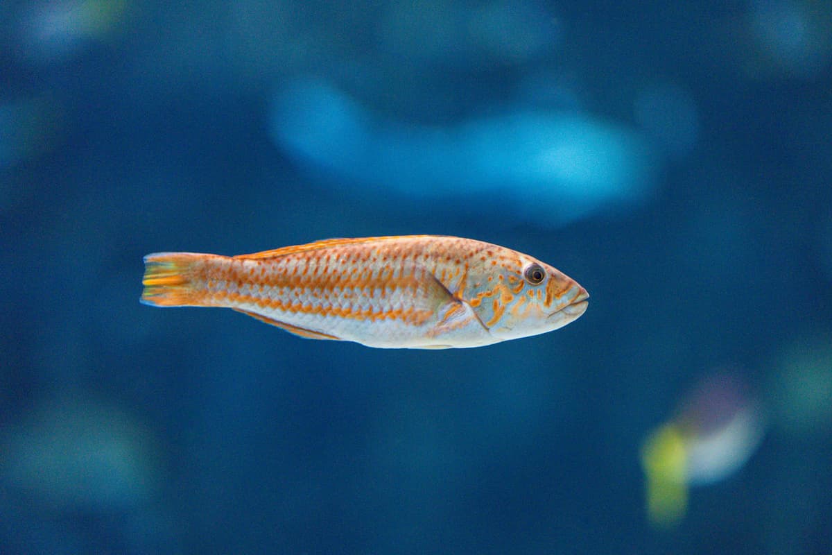 A Christmas wrasse.
