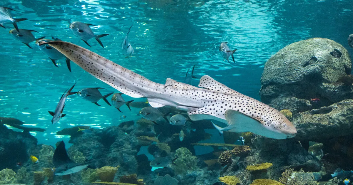 An Indo-Pacific leopard shark swimming in a large tropical habitat found in the Seattle Aquarium's Ocean Pavilion.