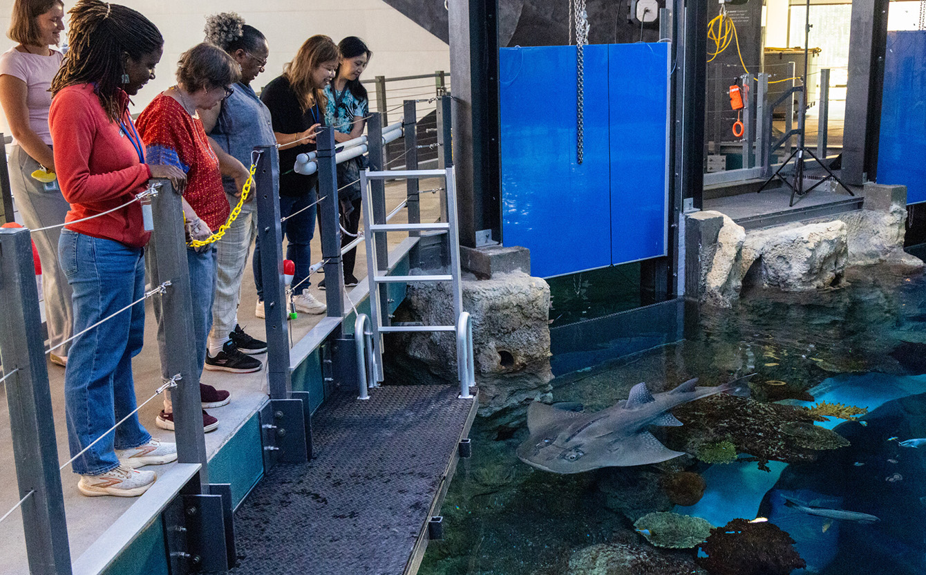 A group of adults participating in the Seattle Aquarium's behind the scenes tour of The Reef habitat inside the Aquarium's Ocean Pavilion building. They are standing on a walkway looking down at a bowmouth guitarfish swimming by along the surface of the large tropical waters habitat.